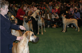 Illustration for article titled Deep, DEEP Inside The Westminster Dog Show
